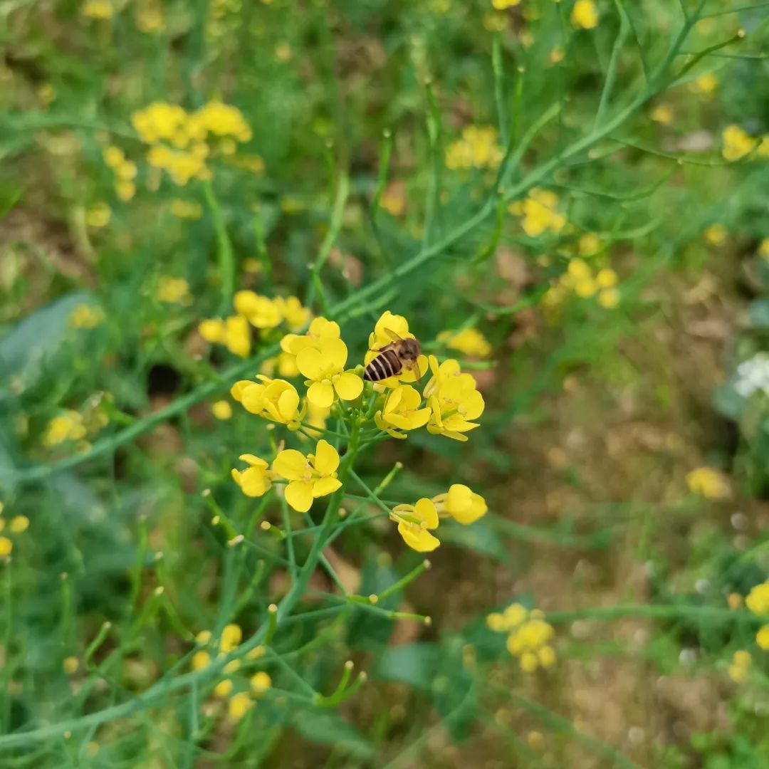 蜜甜，菜甜，幸福的生活更甜
