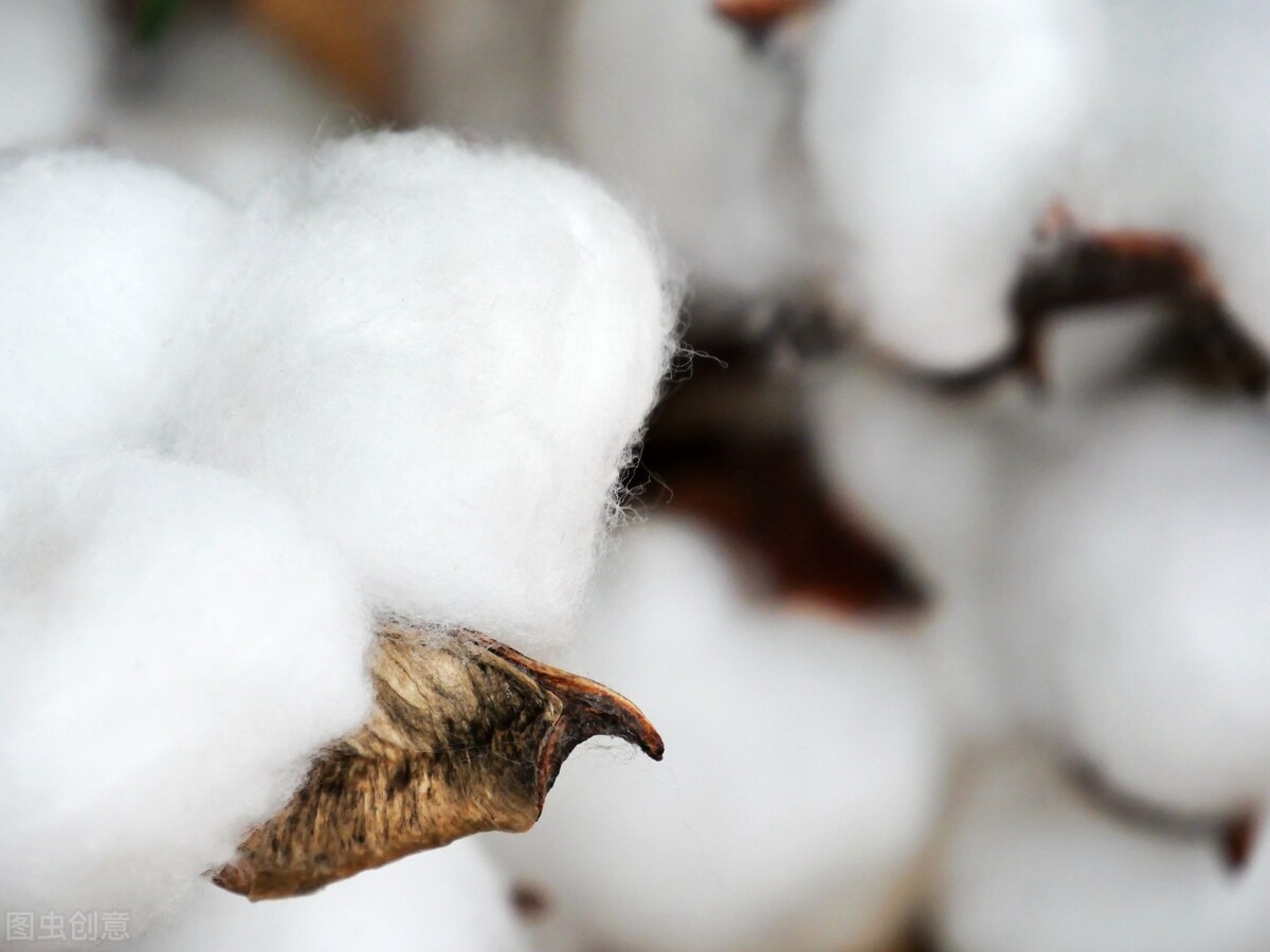 郑棉现货实时行情分析,郑棉是何走势籽棉市场存分歧