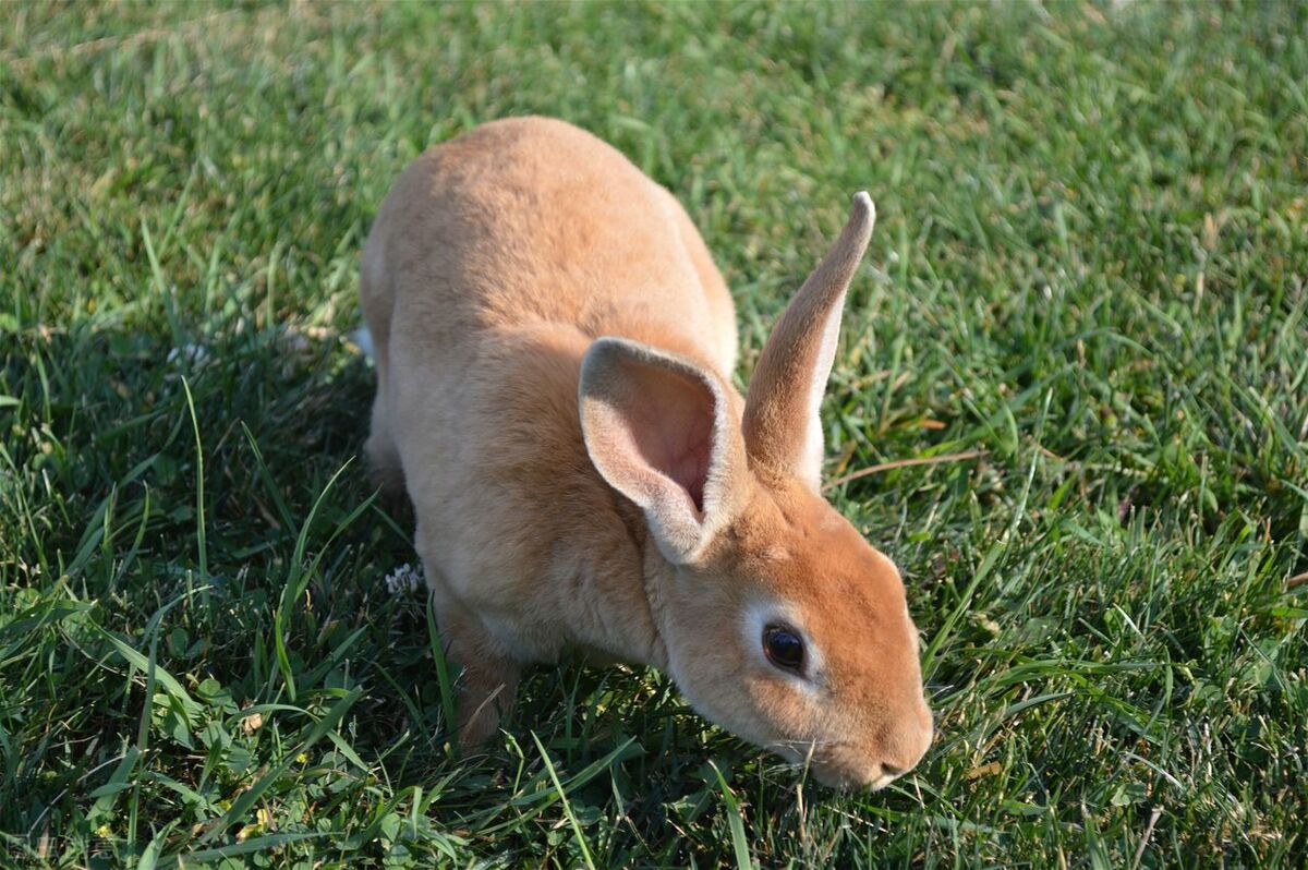 兔子口角炎会自愈吗