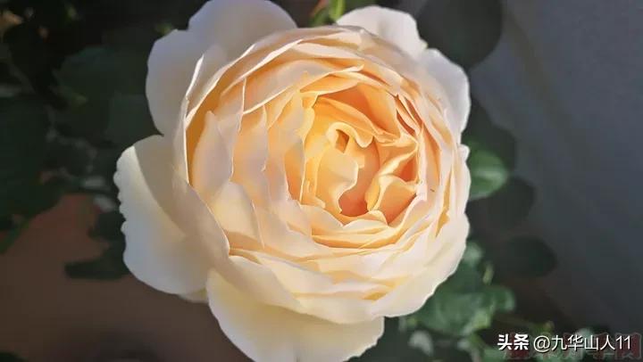 藤本月季品种列表,小型的藤本月季品种