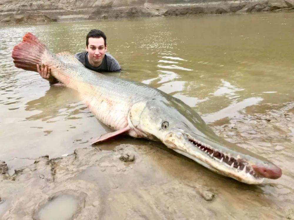 北美怪鱼凶如鳄鱼,巨怪鱼现身