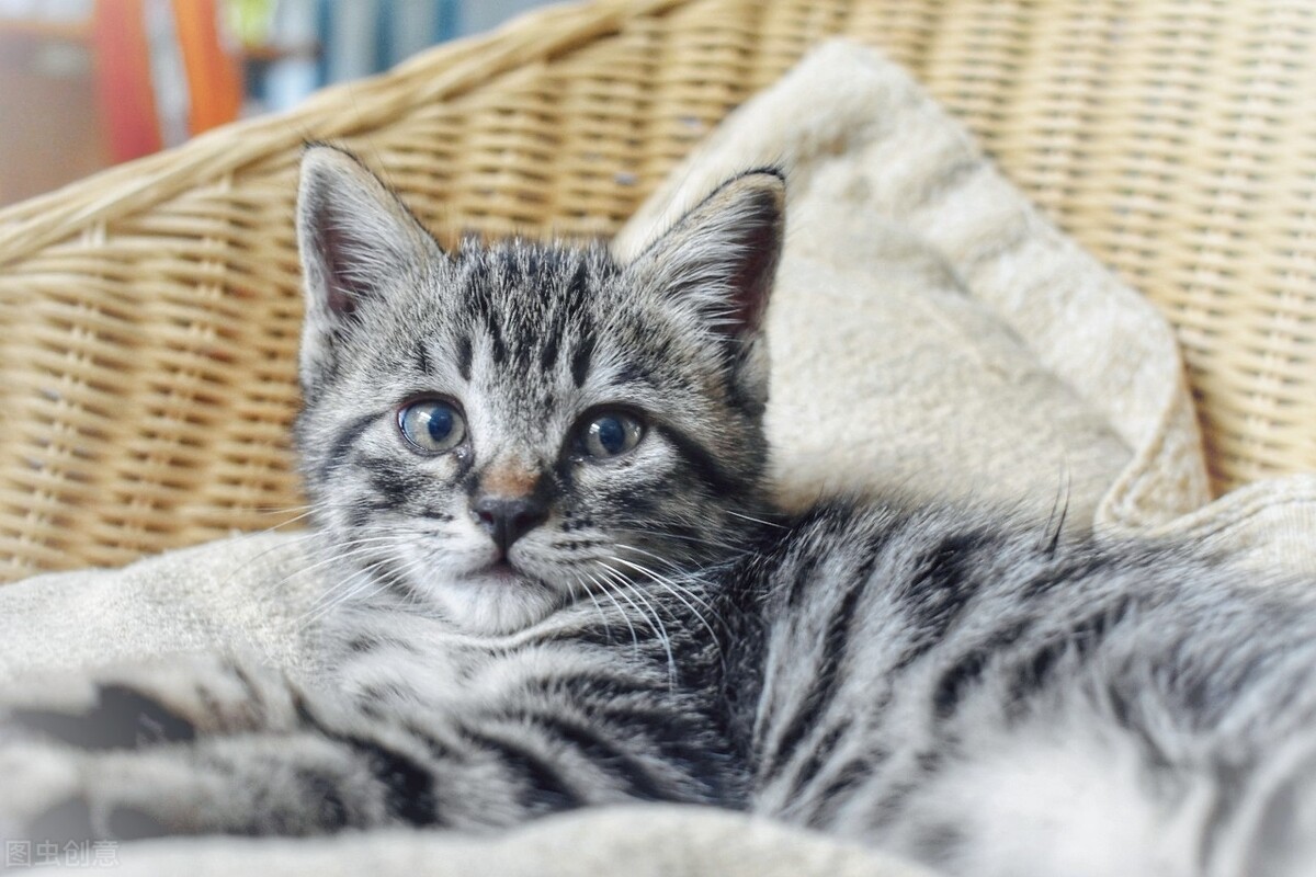 中华田园猫黑猫和孟买猫怎么区分,中华田园猫12个品种图哪个最好养