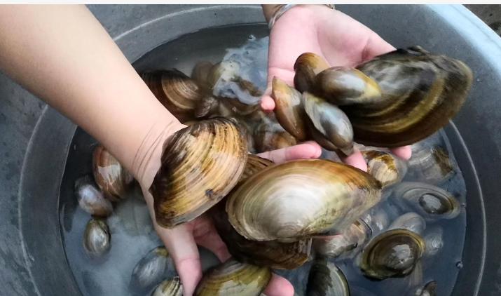农村河蚌为何很少有人吃,农村田里河蚌少了