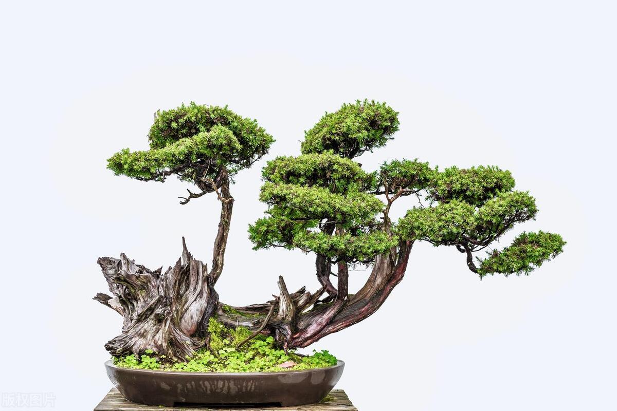 盆景初学入门技巧,盆景新手入门树桩