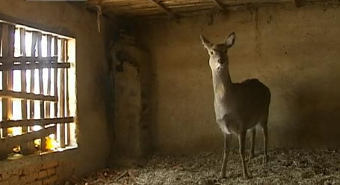 吉林男子救助傻狍子,吉林男子救助动物