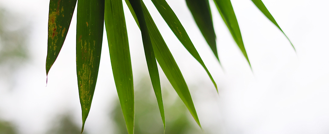 端午茶香粽,端午送茶粽