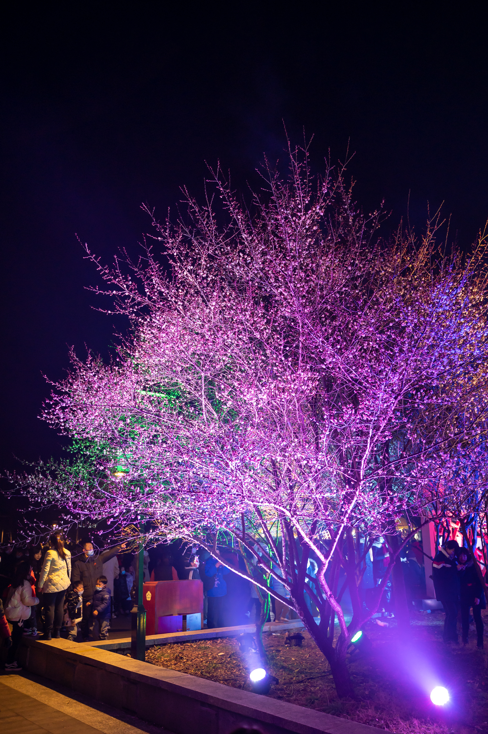 金陵梅花山,南京梅花山赏梅