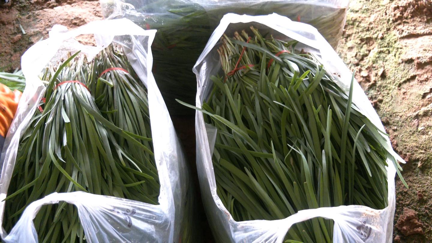 【新春走基层】温室大棚“种”出致富好“钱”景