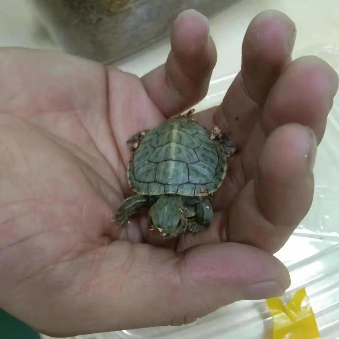 巴西龟密西西比红耳龟,十大智商最高的龟巴西红耳龟