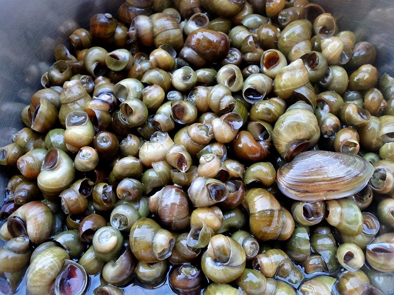 警惕食物寄生虫感染听听专家建议,5种食物易含寄生虫最好不要生吃