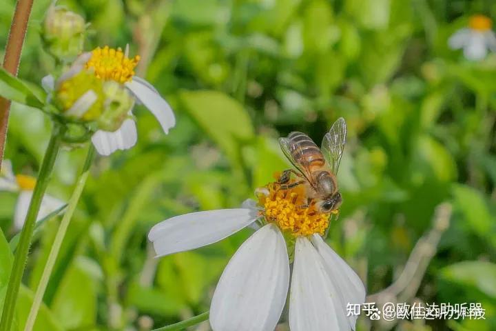 戴助听器对耳鸣有疗效吗？如何使助听器缓解耳鸣效果最大化？
