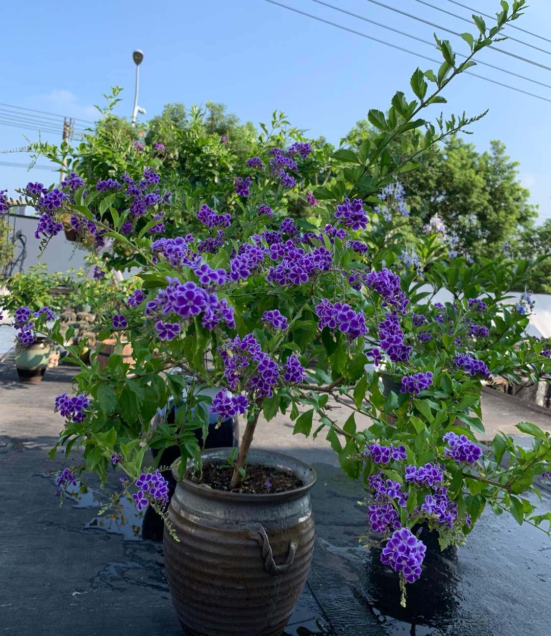 五种养花营养水,4种浇花水