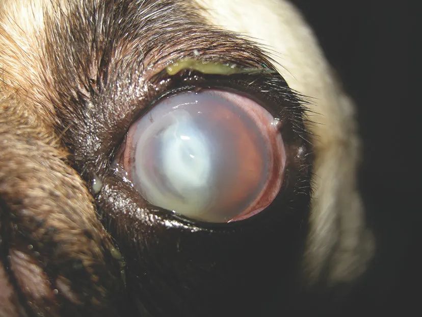 犬角膜溃疡能用激素吗,眼角膜溃疡怎么治