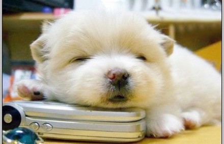 哪里给狗狗修毛好看,秋天还要给狗狗修毛吗