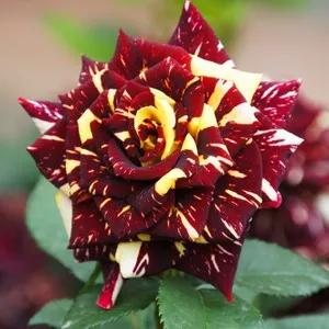 月季美图100张,妩媚动人的月季花图片