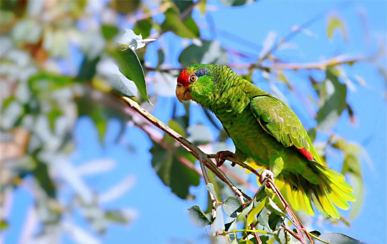 红额鹦鹉讲话,蓝色经典鹦鹉品种图片欣赏