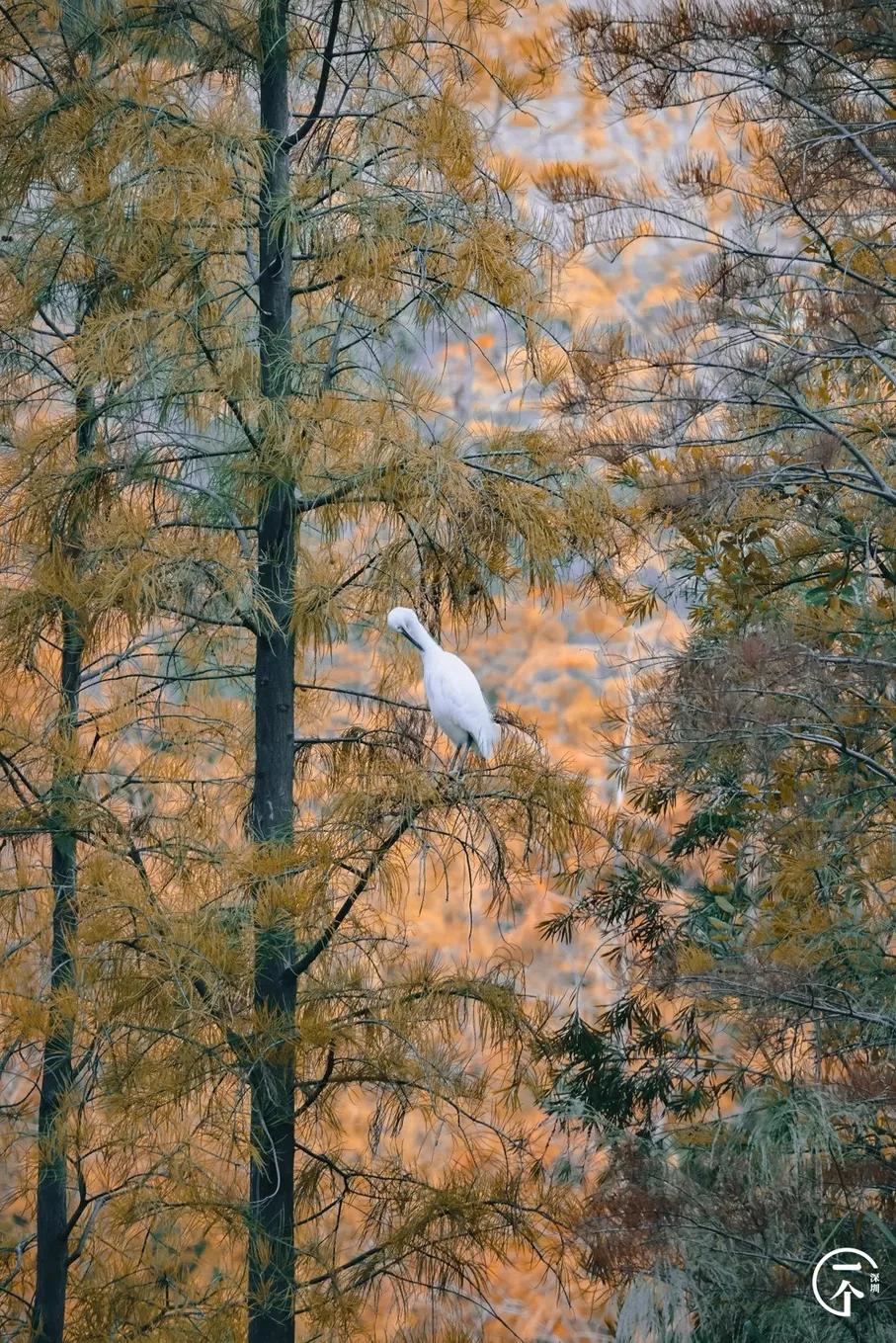 深圳4个绝美海岛,深圳值得游玩的小岛