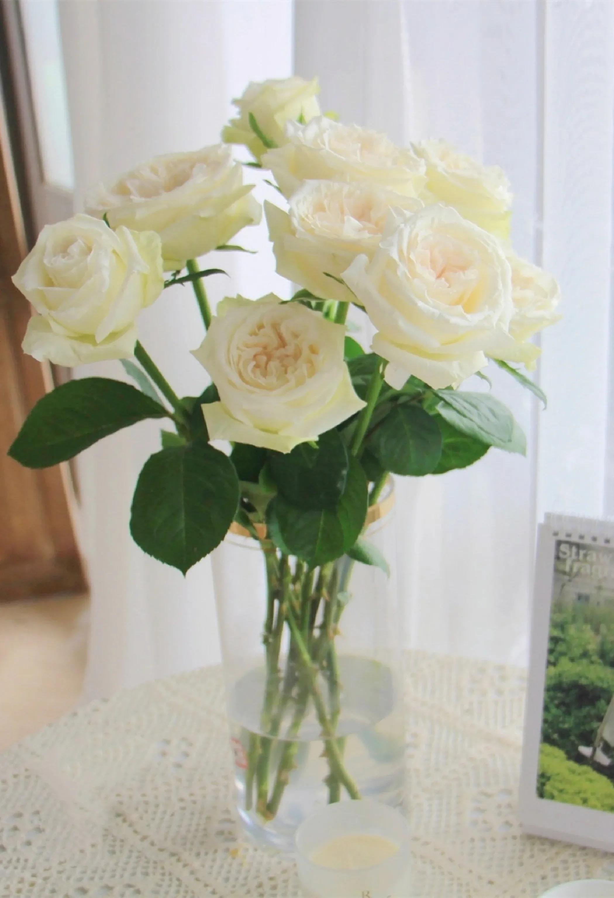 浪漫玫瑰爱情,爱情花朵红玫瑰