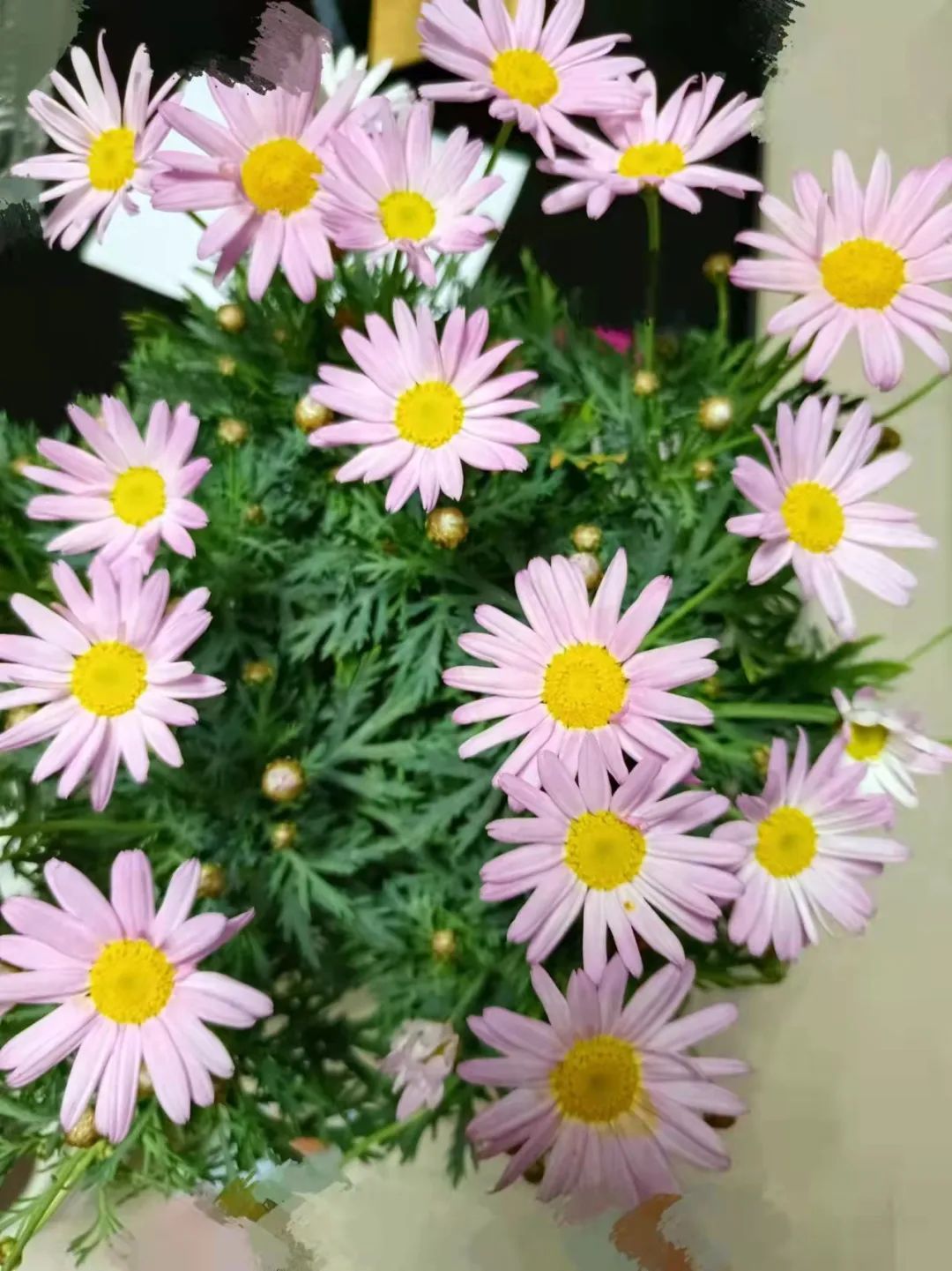 驱蚊竹柏买回来有土,驱蚊的植物真的有效吗