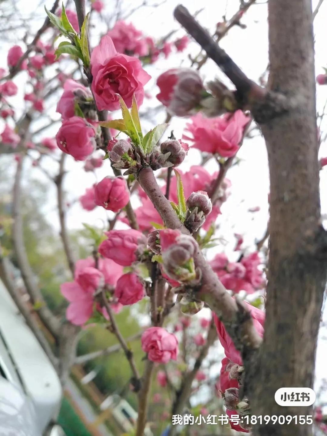 哪些票可以抵扣增值税,预缴的增值税怎么抵扣