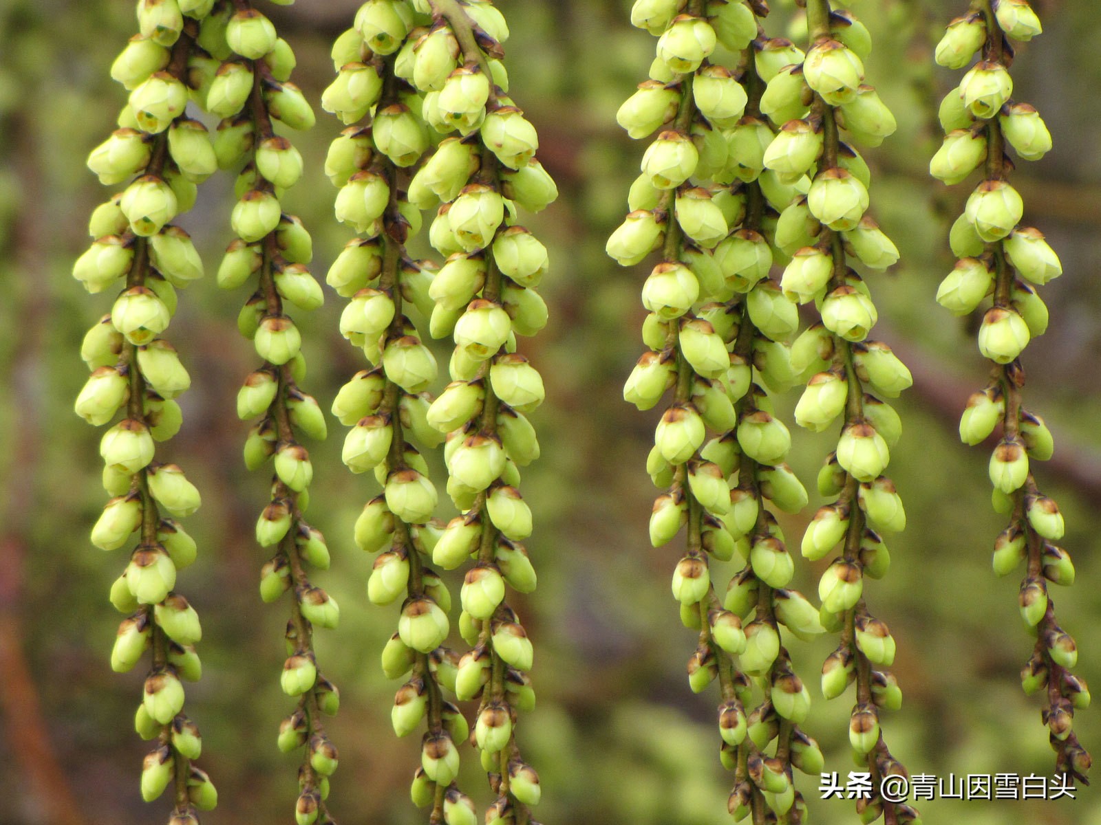 园林绿化设计师的工作,园林设计中常见乔木