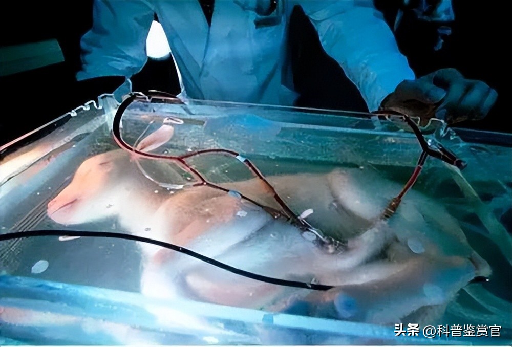 现在人类可以造出人工子宫吗,人造子宫到2025年会不会投入使用