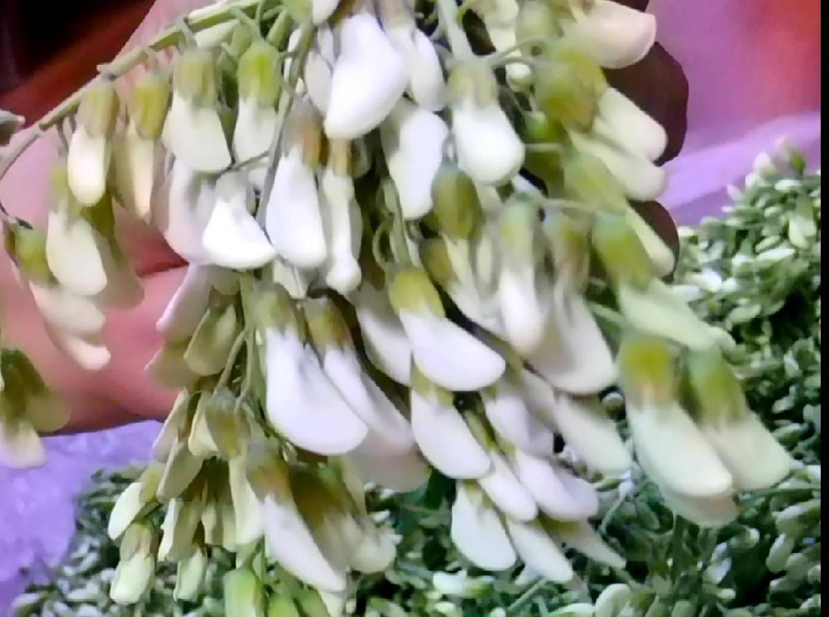 好吃又美味的槐花,槐花能当美食品尝