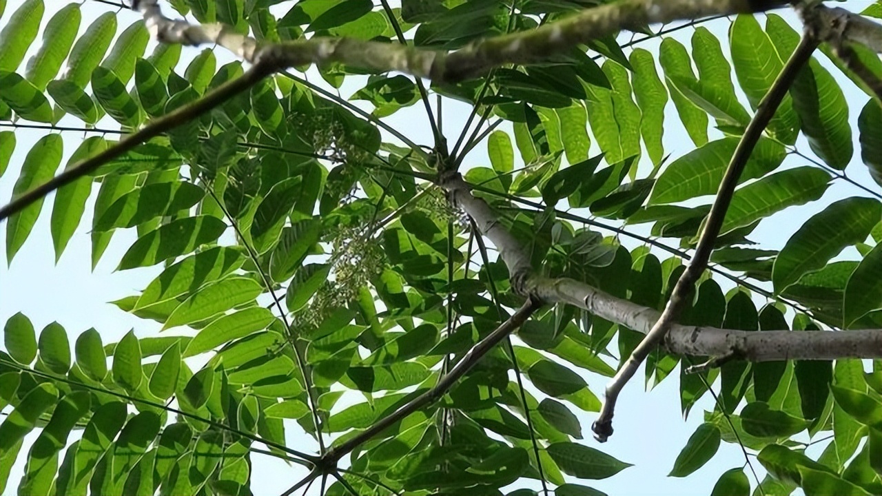 臭椿虫什么都不吃能活多久,臭椿芽为啥不能吃