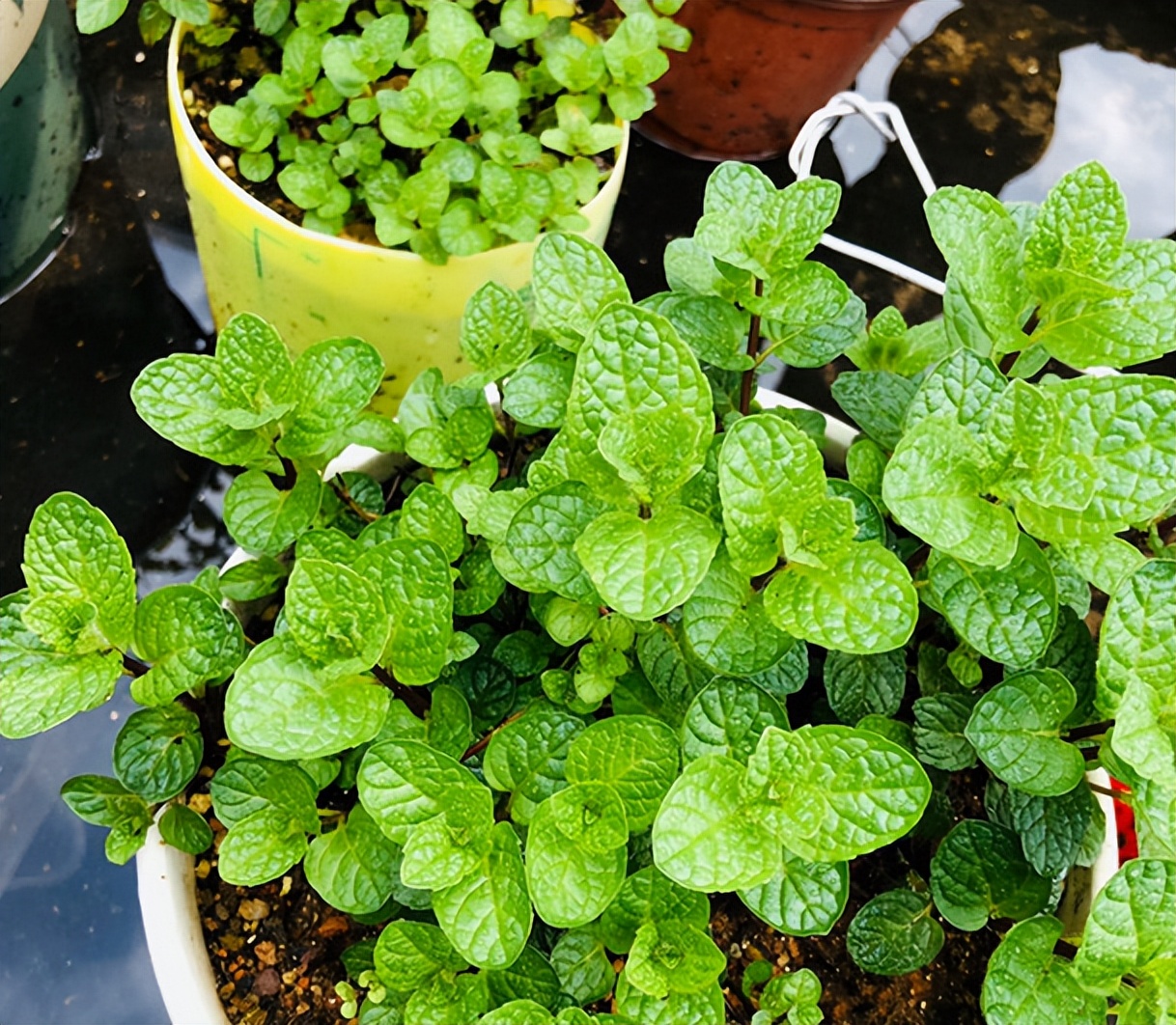 发现有1种香料，蚊子超讨厌，厨房里养2盆，养眼又提神