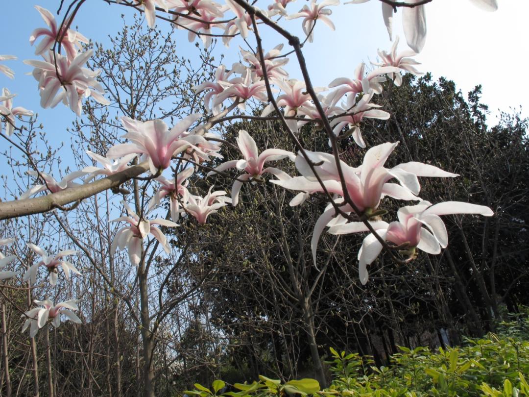 白玉兰为什么被评为上海市市花,中国国花上海市花白玉兰