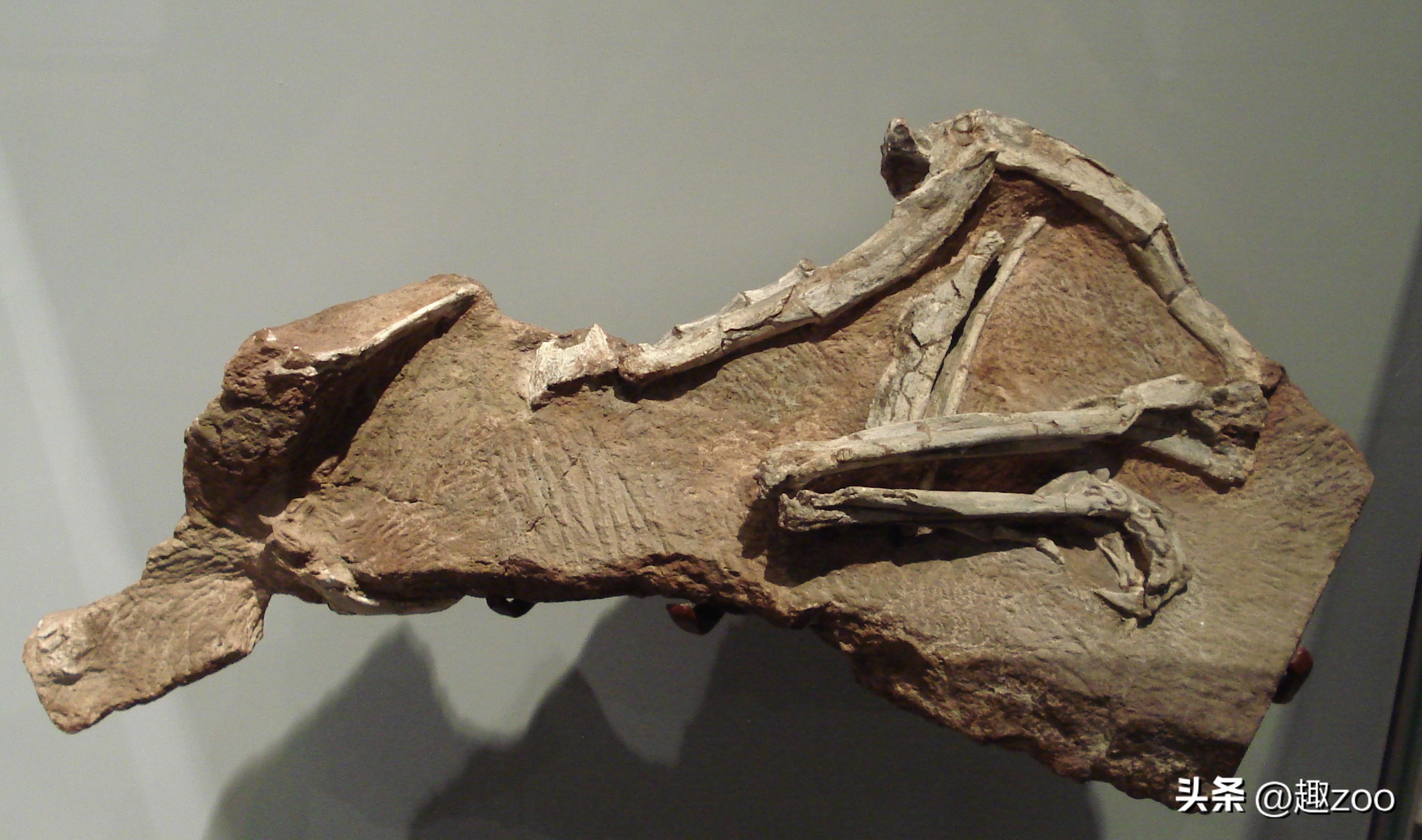 世界上有哪些著名的恐龙化石,世界十大恐龙巨龙排名