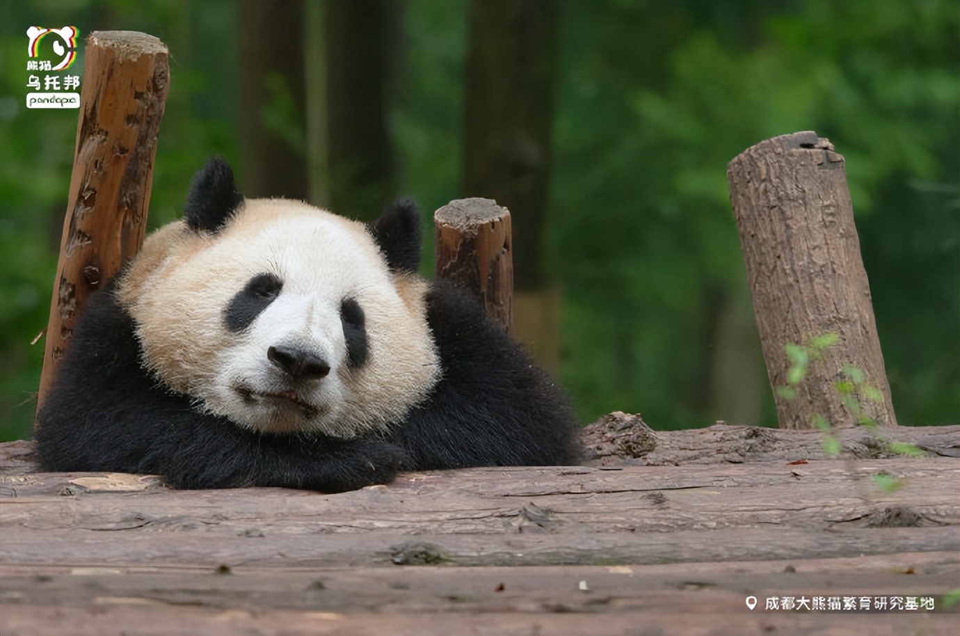花花：接住谭爷爷给的小苹果，仿佛接住了整个世界。