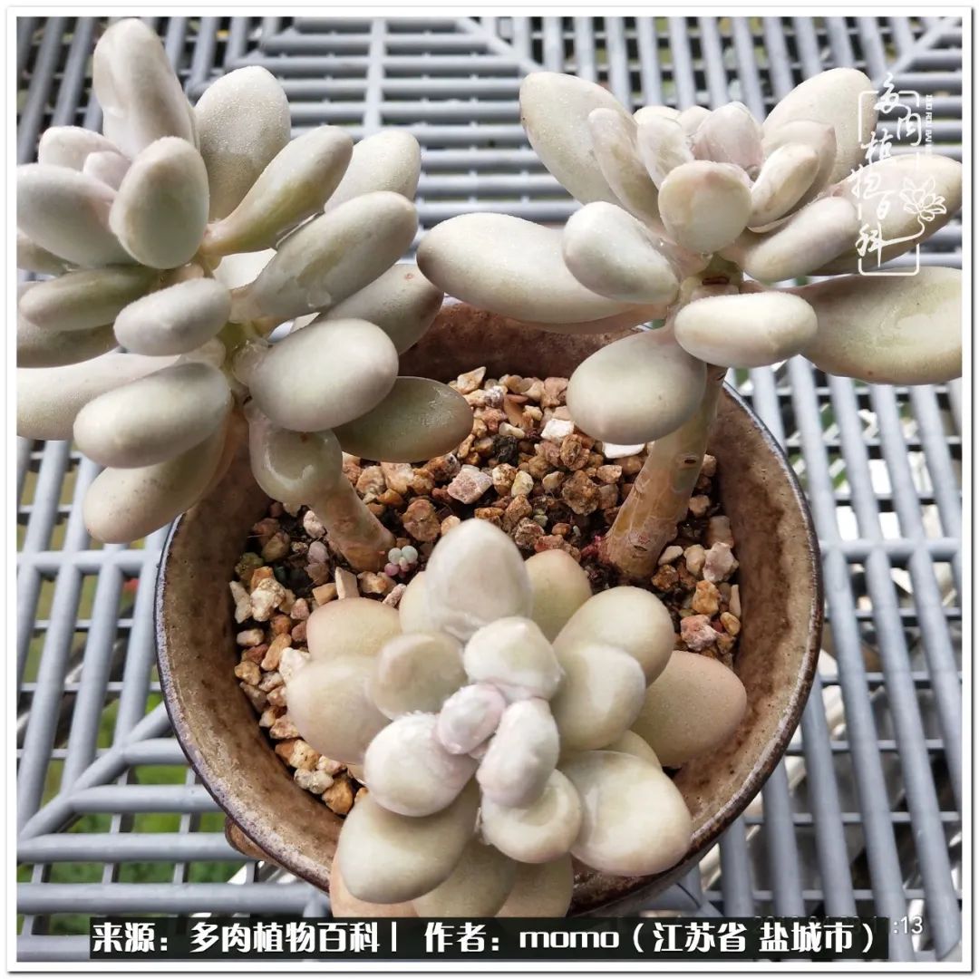 露养一个月的多肉图片,露养多肉春天外面过夜么