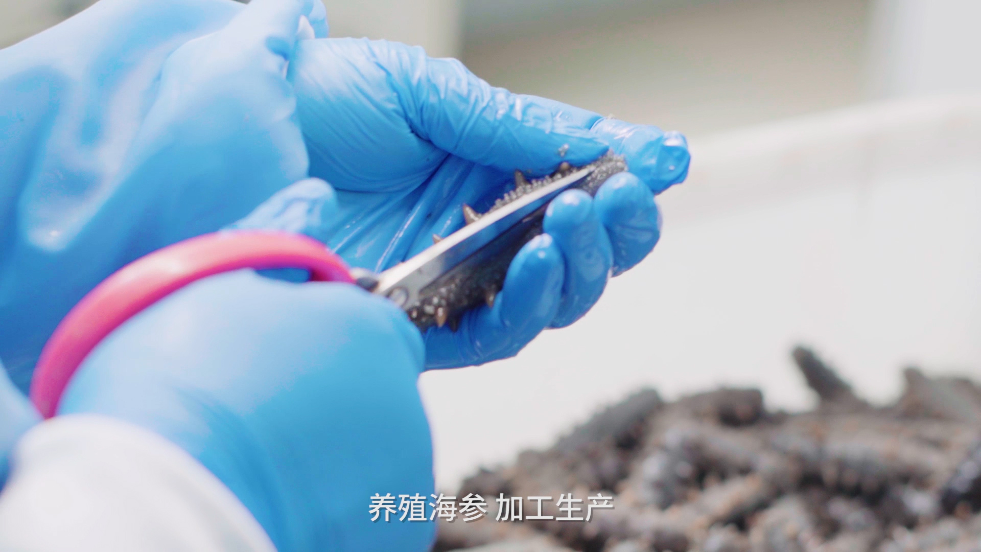 海参的几种美味做法你都会吗,海参简单的几种做法