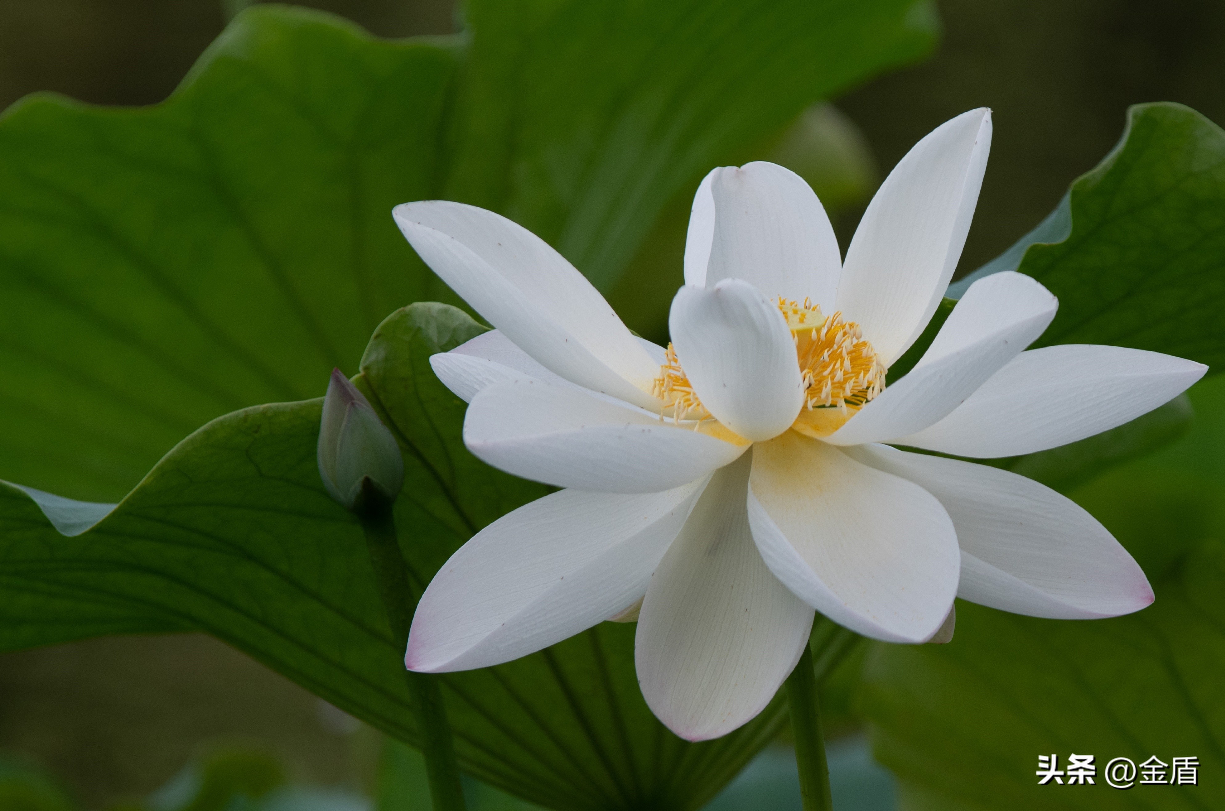 荷花的品格精神有哪些,荷花内在精神品质