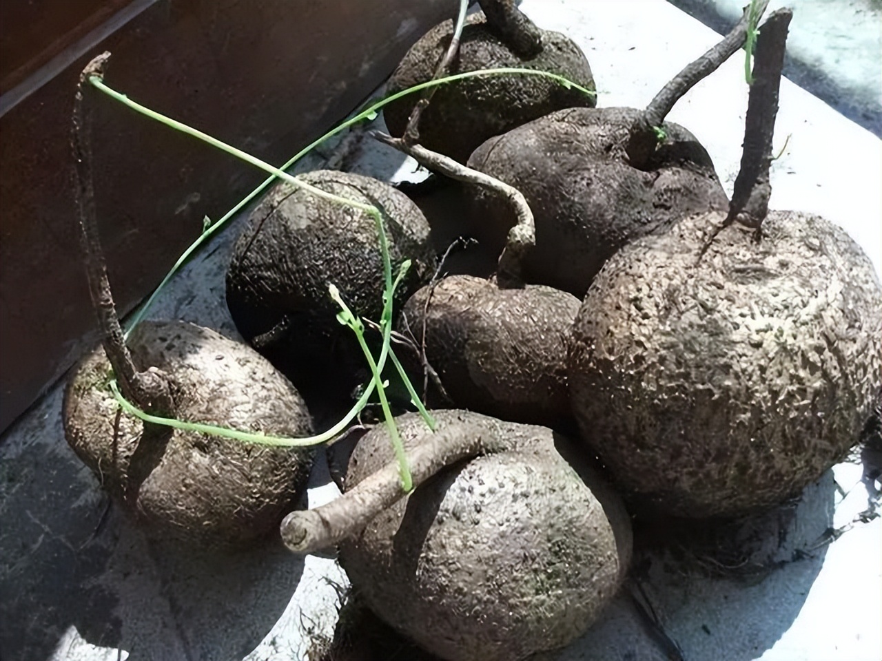 好养的喜阴花有哪些室内,哪些花喜阴不见阳光也可以生长