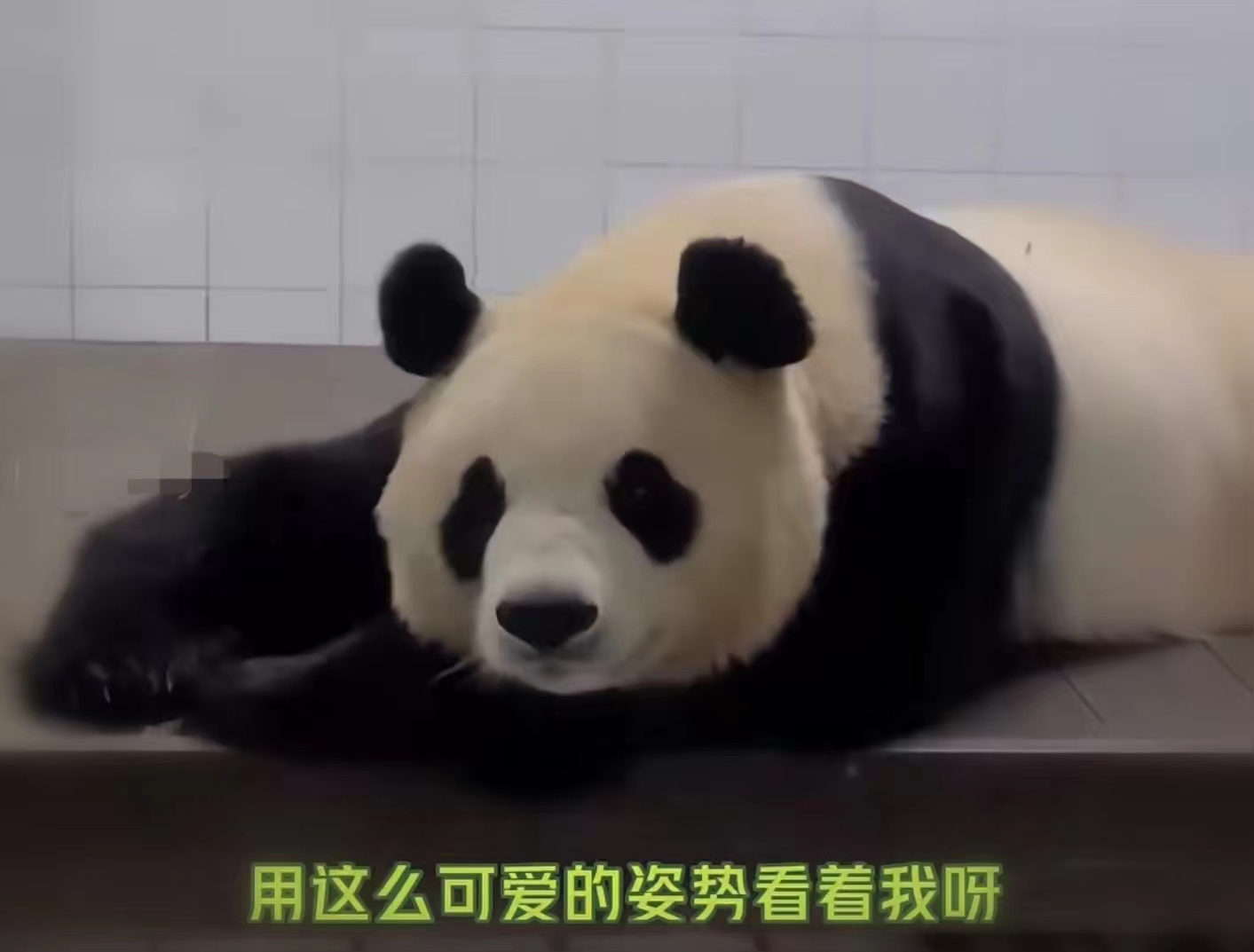 爱宝对姜爷爷有多信任,爱宝对姜爷爷的信任