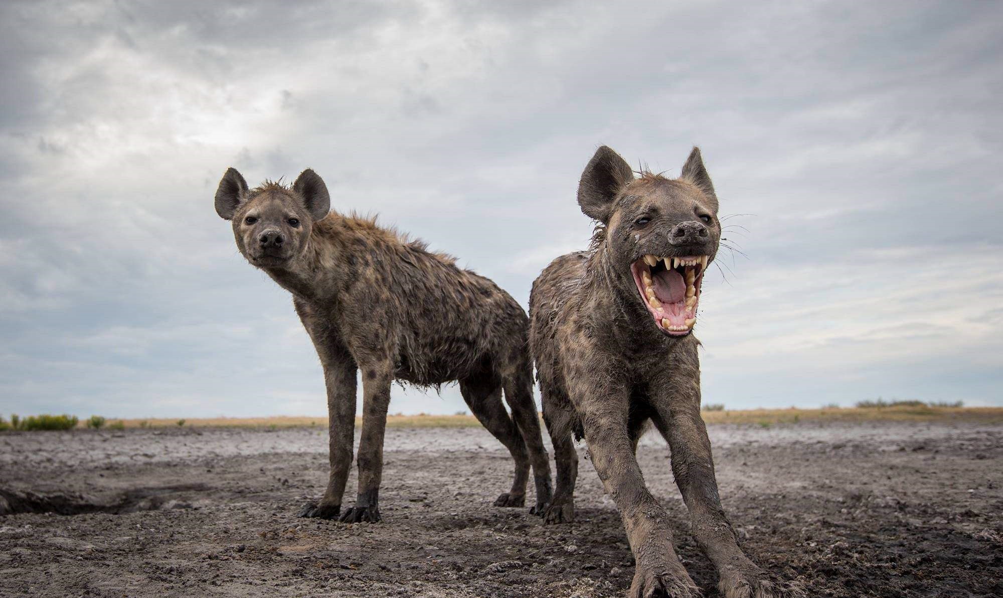 作为非洲二哥的鬣狗，为何不怕狮子怕非洲人？非洲人怎么对它的？