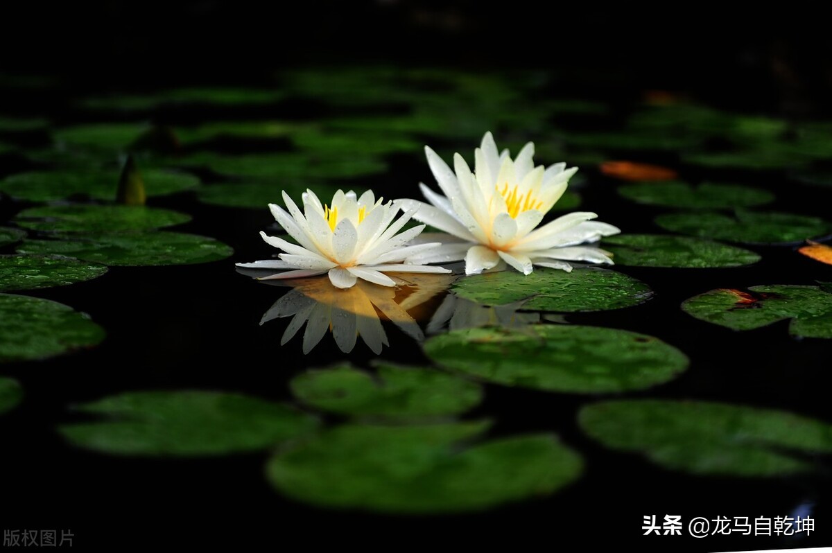 关于大暑节气的古诗赏析,描写大暑时节的古诗词有什么