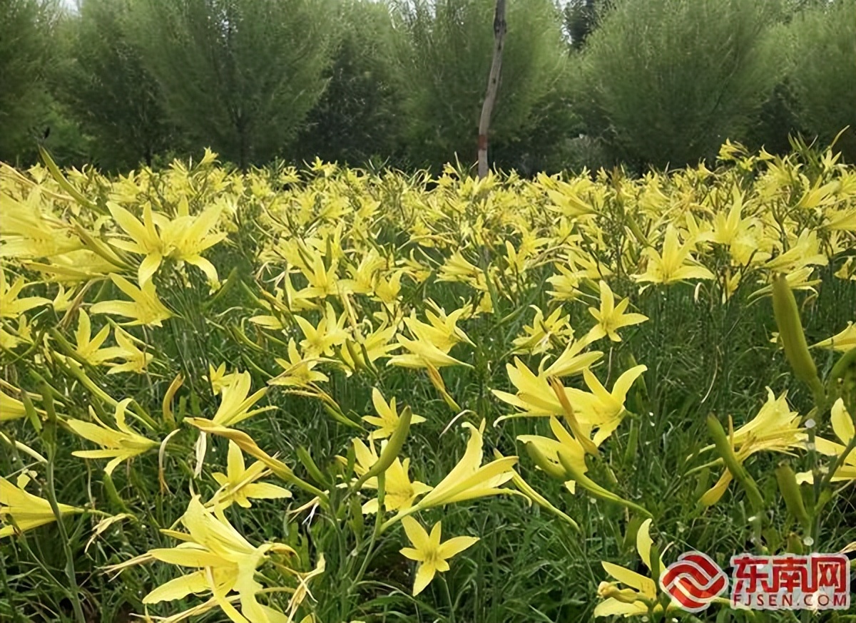 邵武卫闽镇：发展“庭院经济”，助力乡村振兴