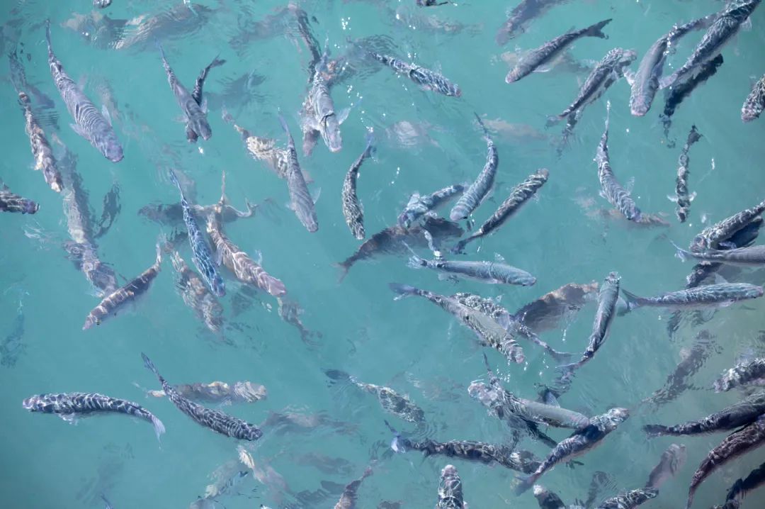 谣言粉碎机上的视频,谣言粉碎机事件