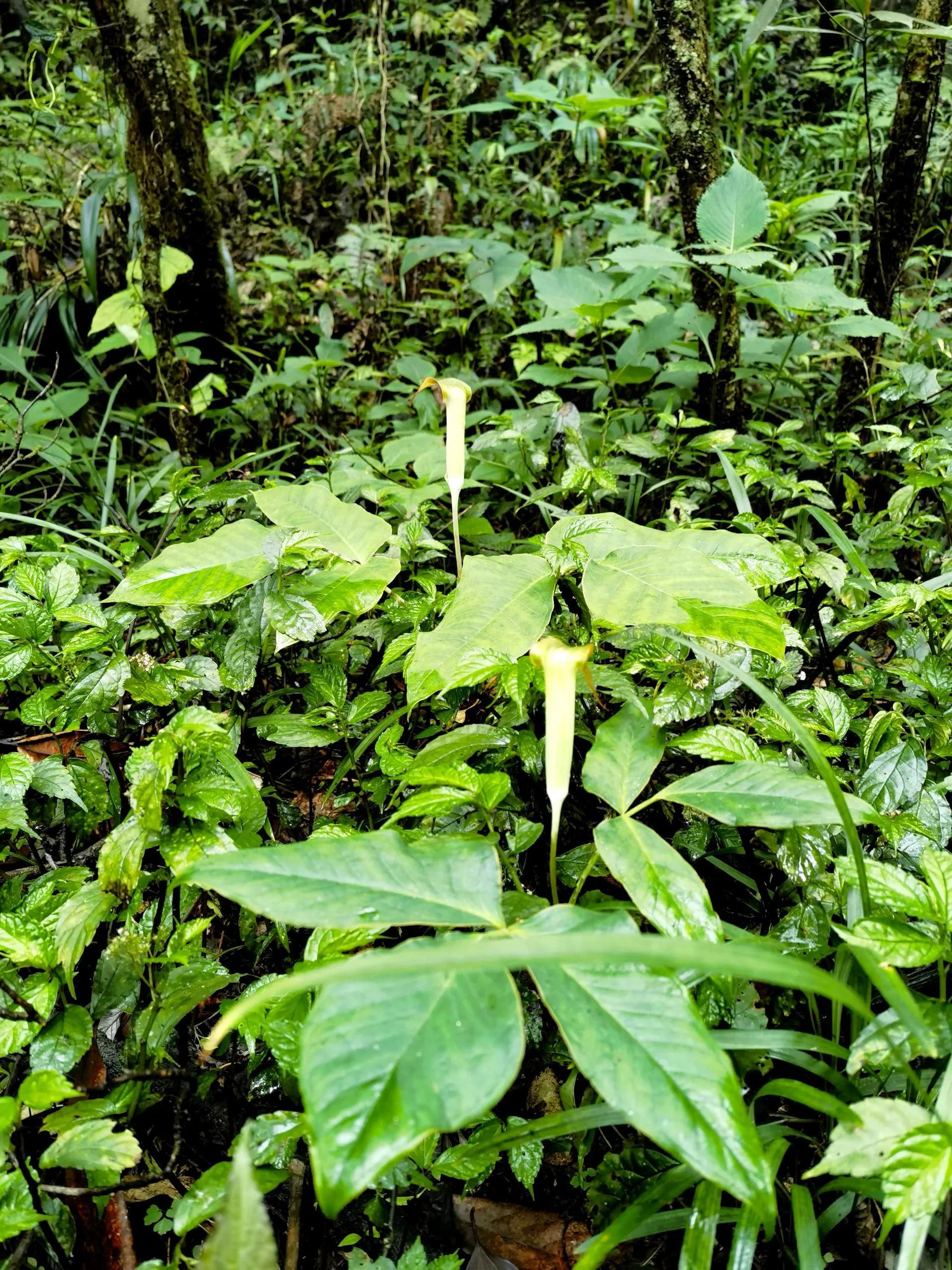 蛇最怕的植物和草,蛇最怕的几种动物分别是谁