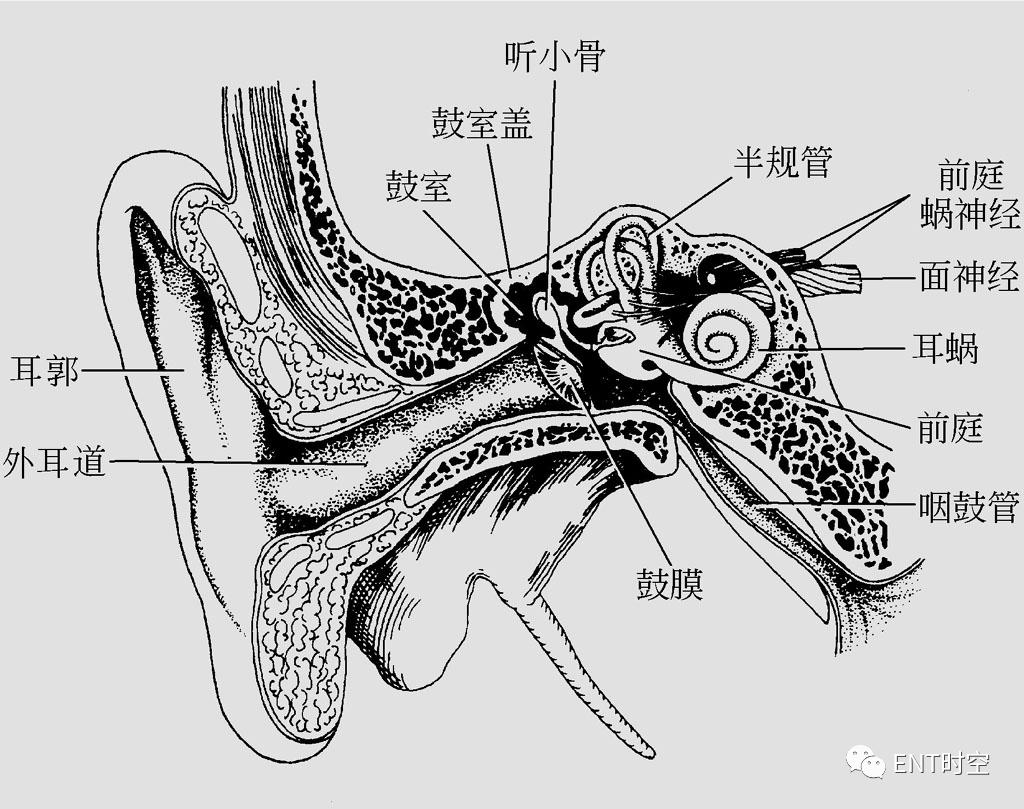 耳部解剖结构和生理功能,耳部解剖笔记