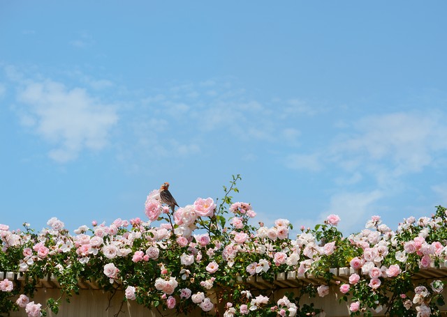 让你身材变好的三个动作,每天坚持10分钟练就完美身材