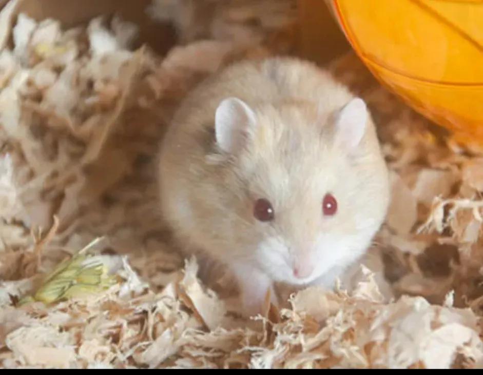 最可爱的宠物有什么仓鼠,仓鼠是最可爱的宠物吗