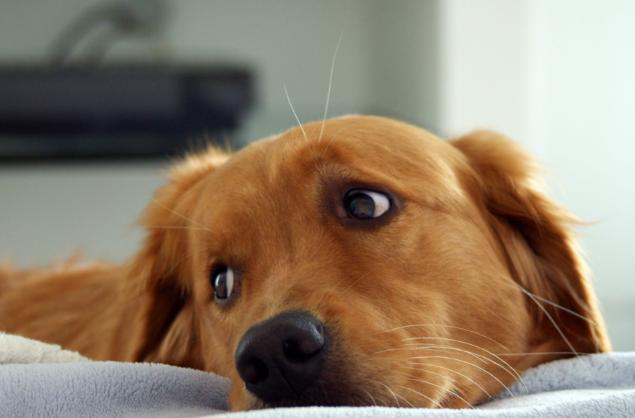 防止狗狗脱毛最好的方法,狗狗脱毛一般在什么时候