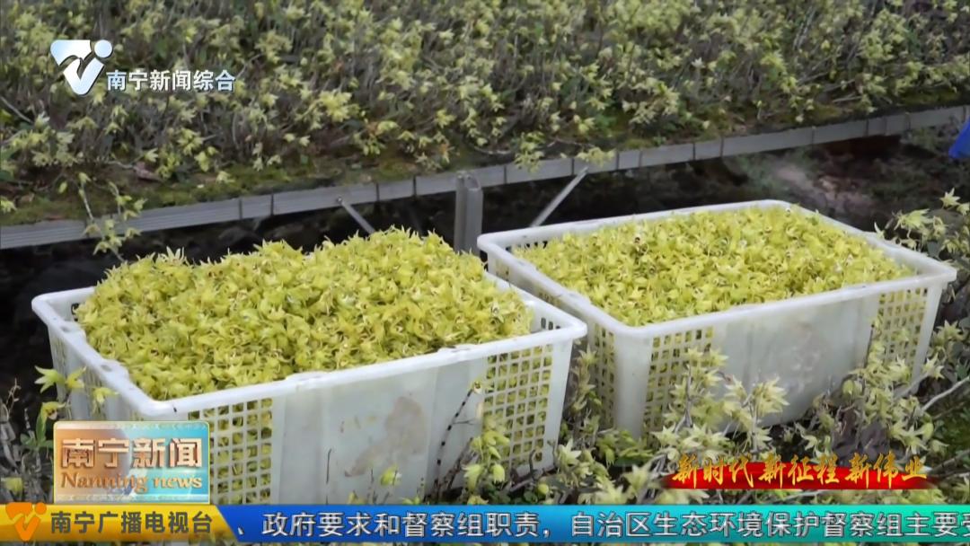 养殖牛致富新模式,养牛致富新项目视频