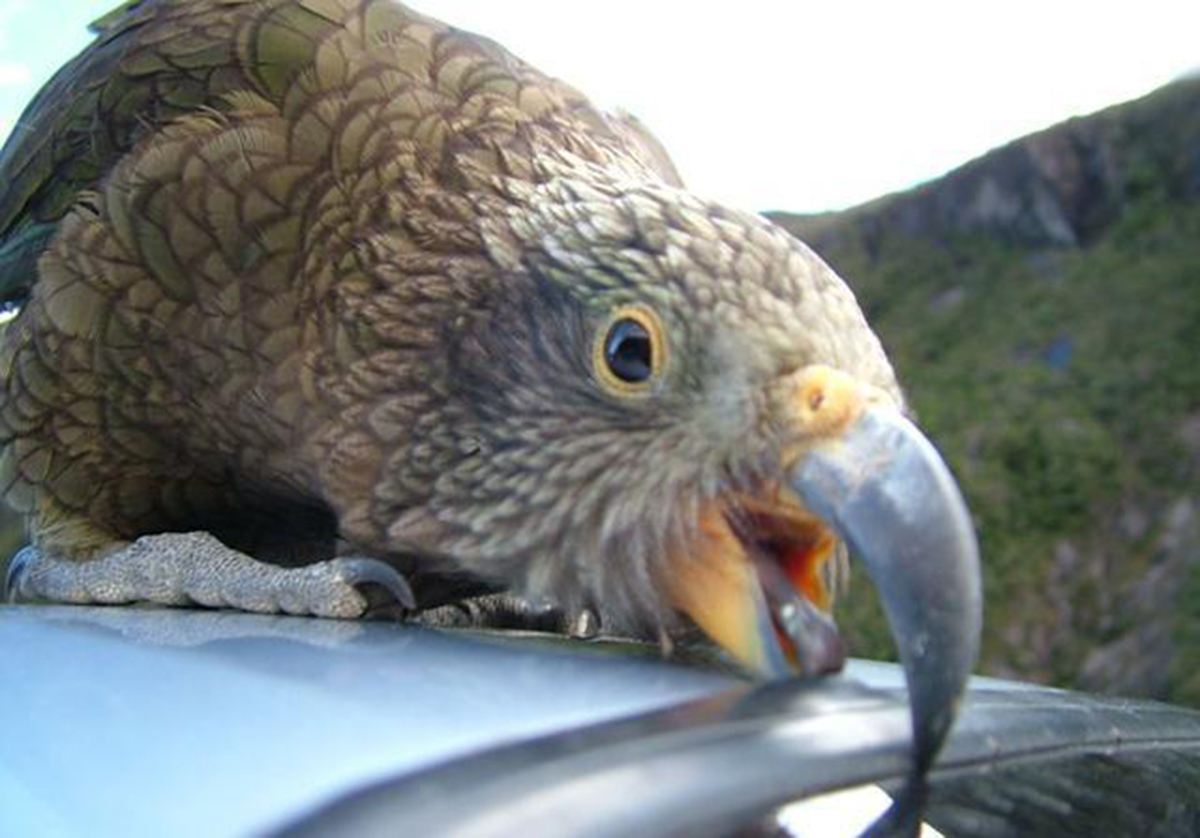 啄羊鹦鹉为什么不讨人喜欢,啄羊鹦鹉简介