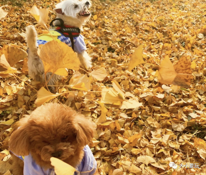 银杏最美的地方,金秋十月最美的银杏