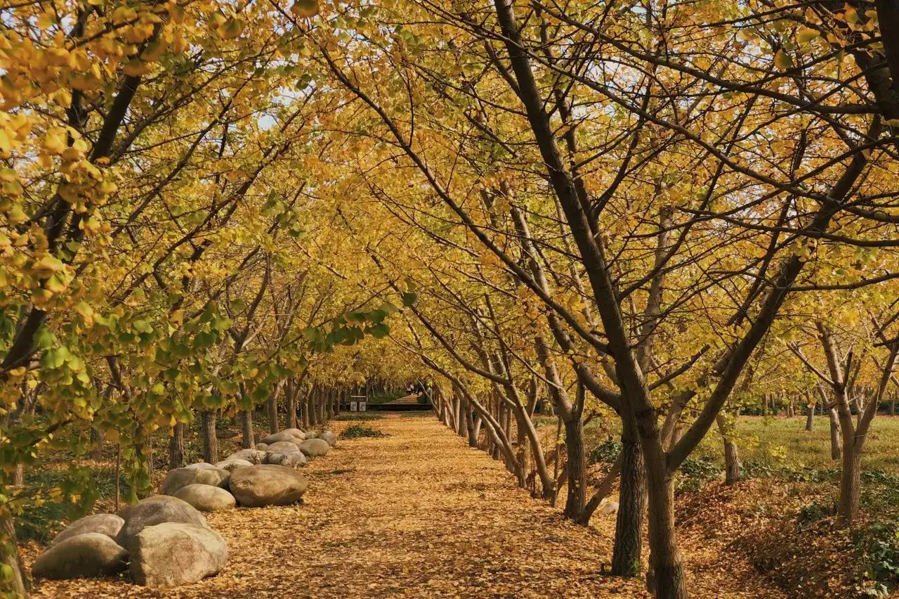 苏州秋季旅游最值得去的地方,苏州赏秋一日游攻略